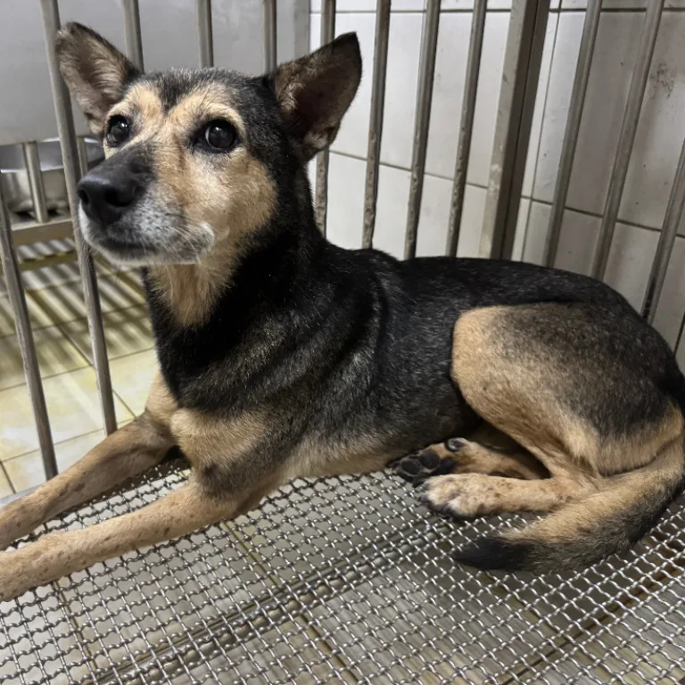 混種犬