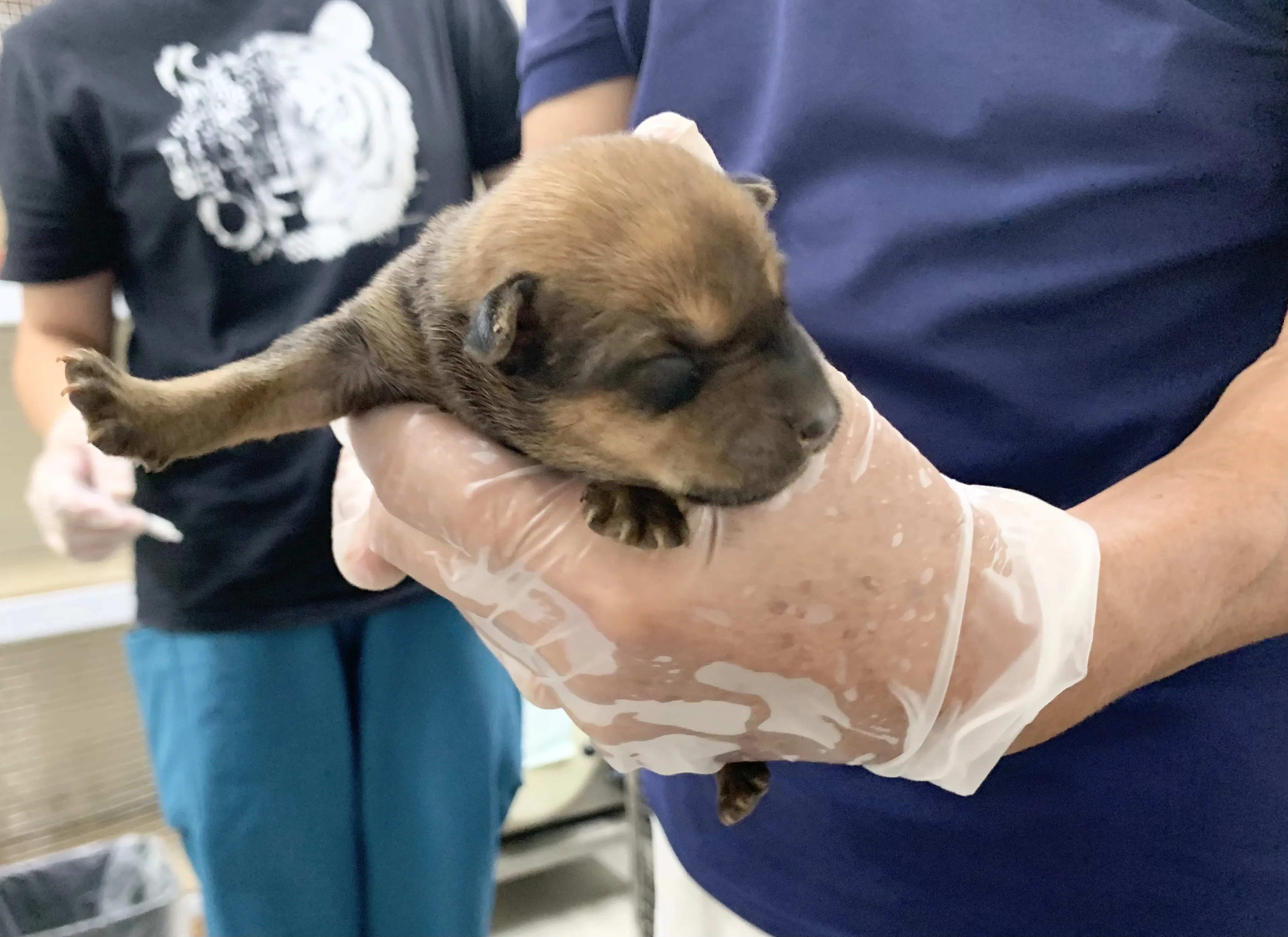 混種犬