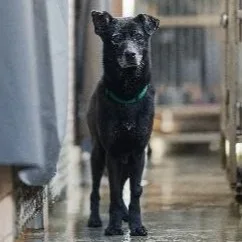 混種犬
