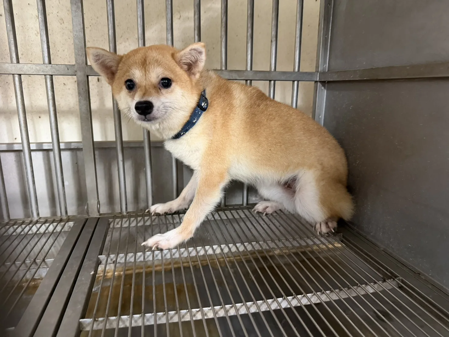 柴犬