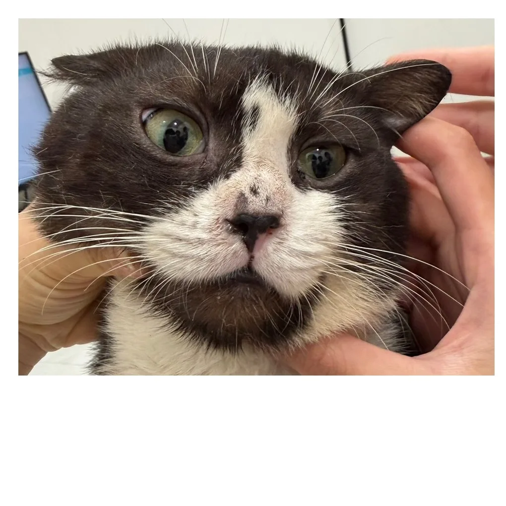 美國短毛貓