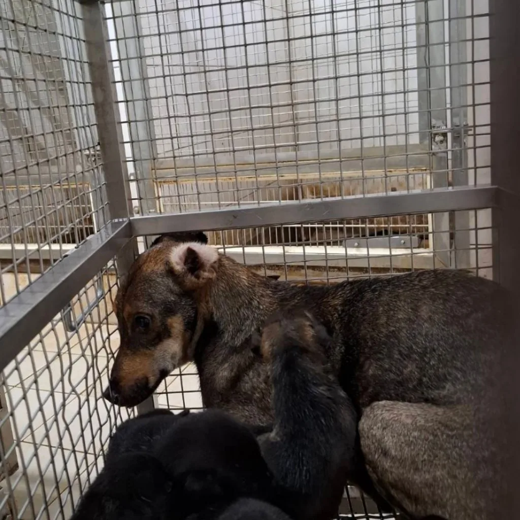 混種犬