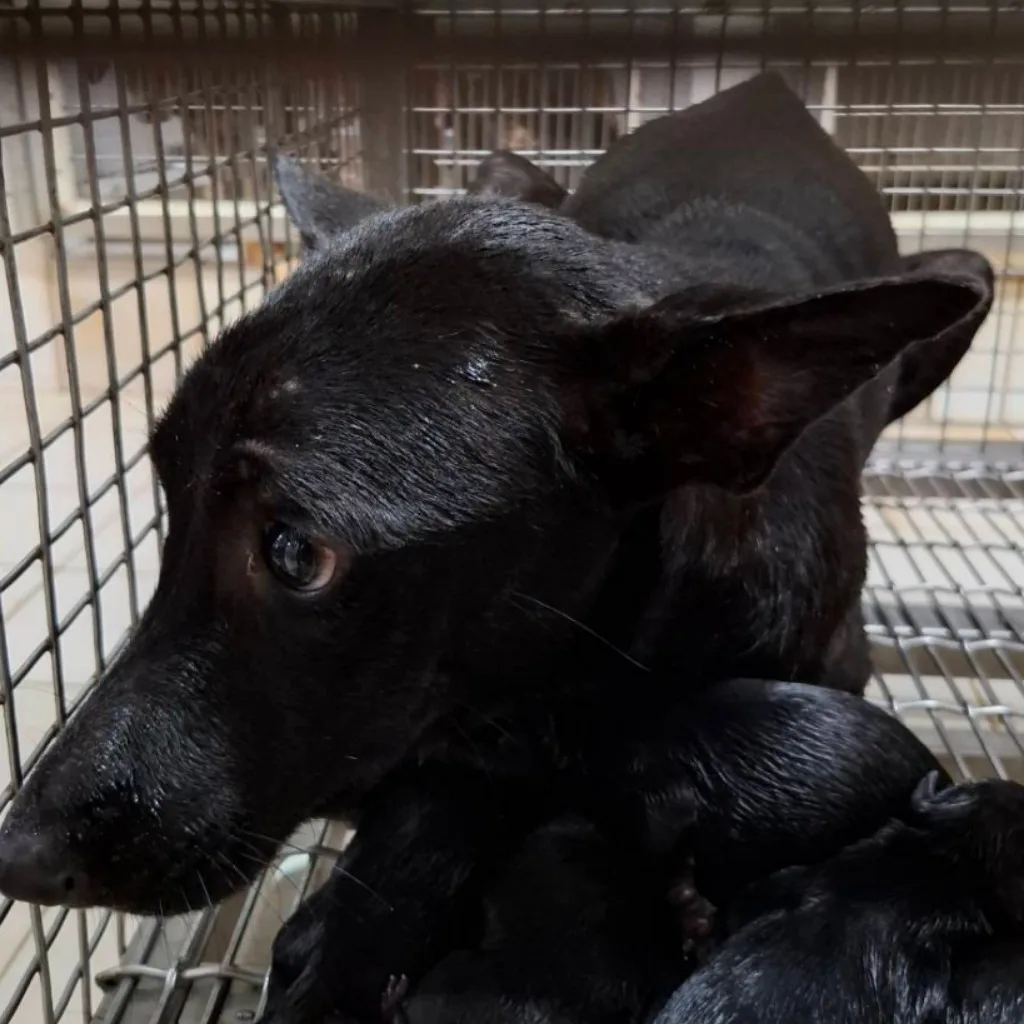 混種犬