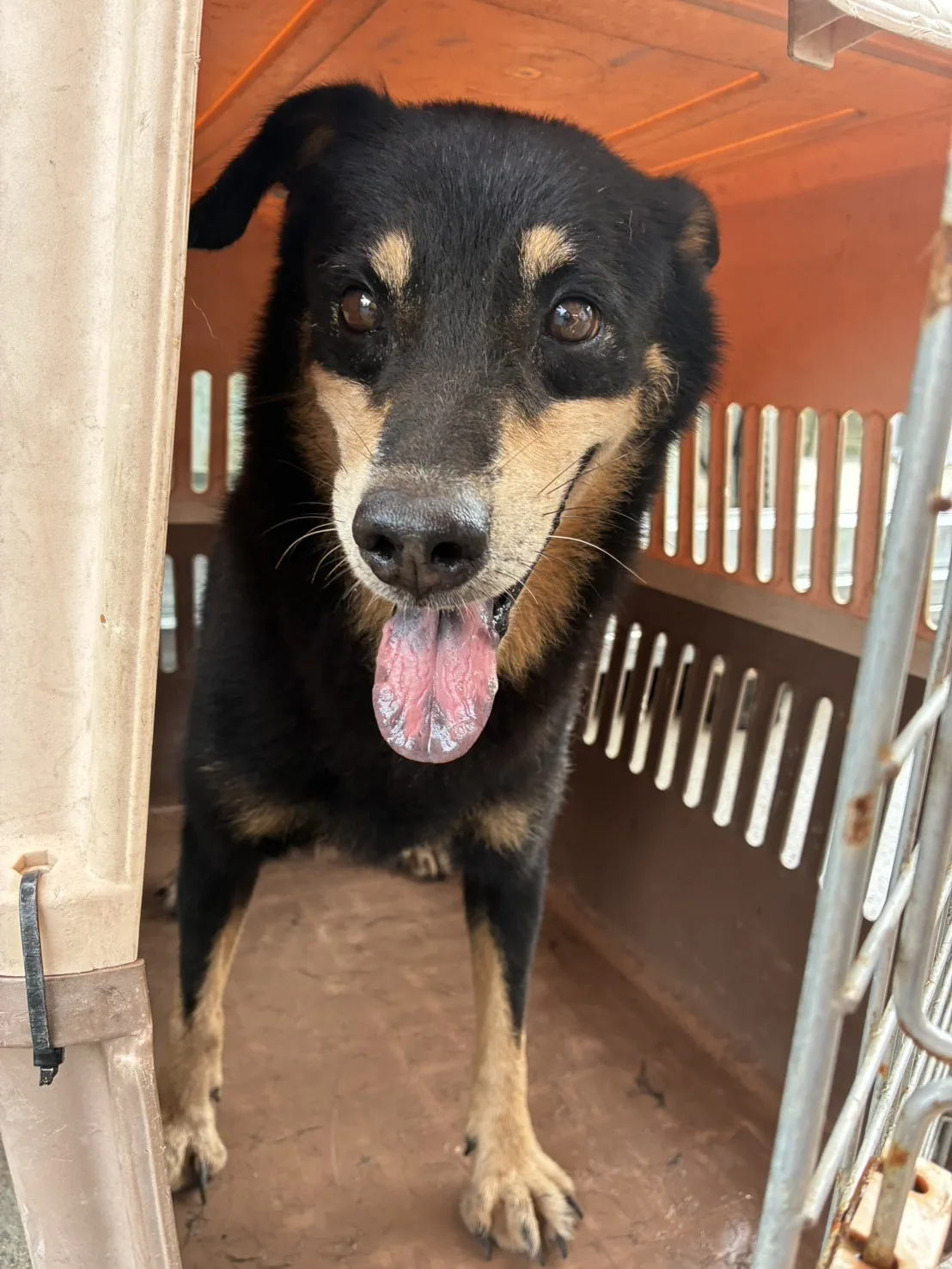 混種犬