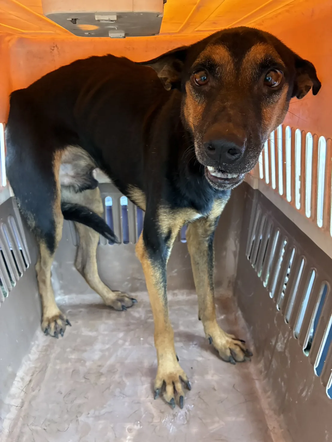 混種犬