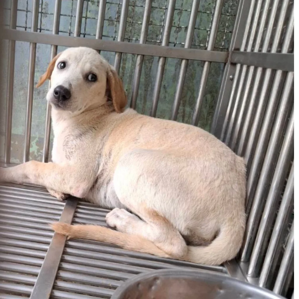 混種犬