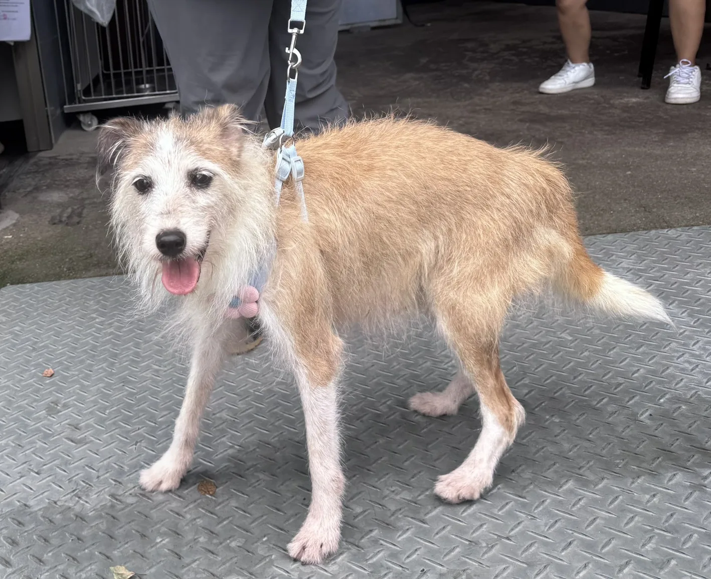 混種犬