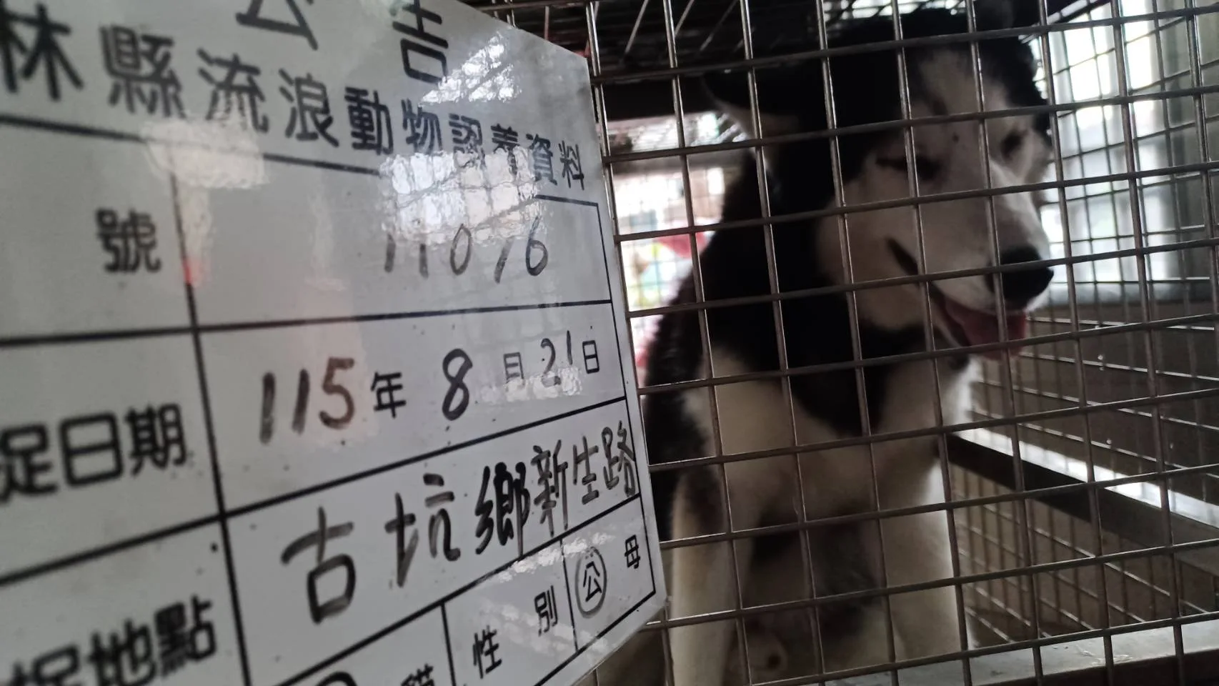 哈士奇(西伯利亞雪橇犬)