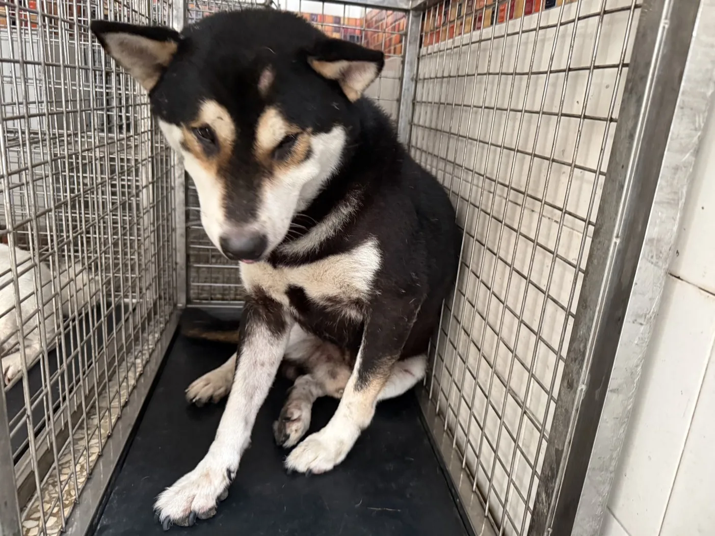 柴犬