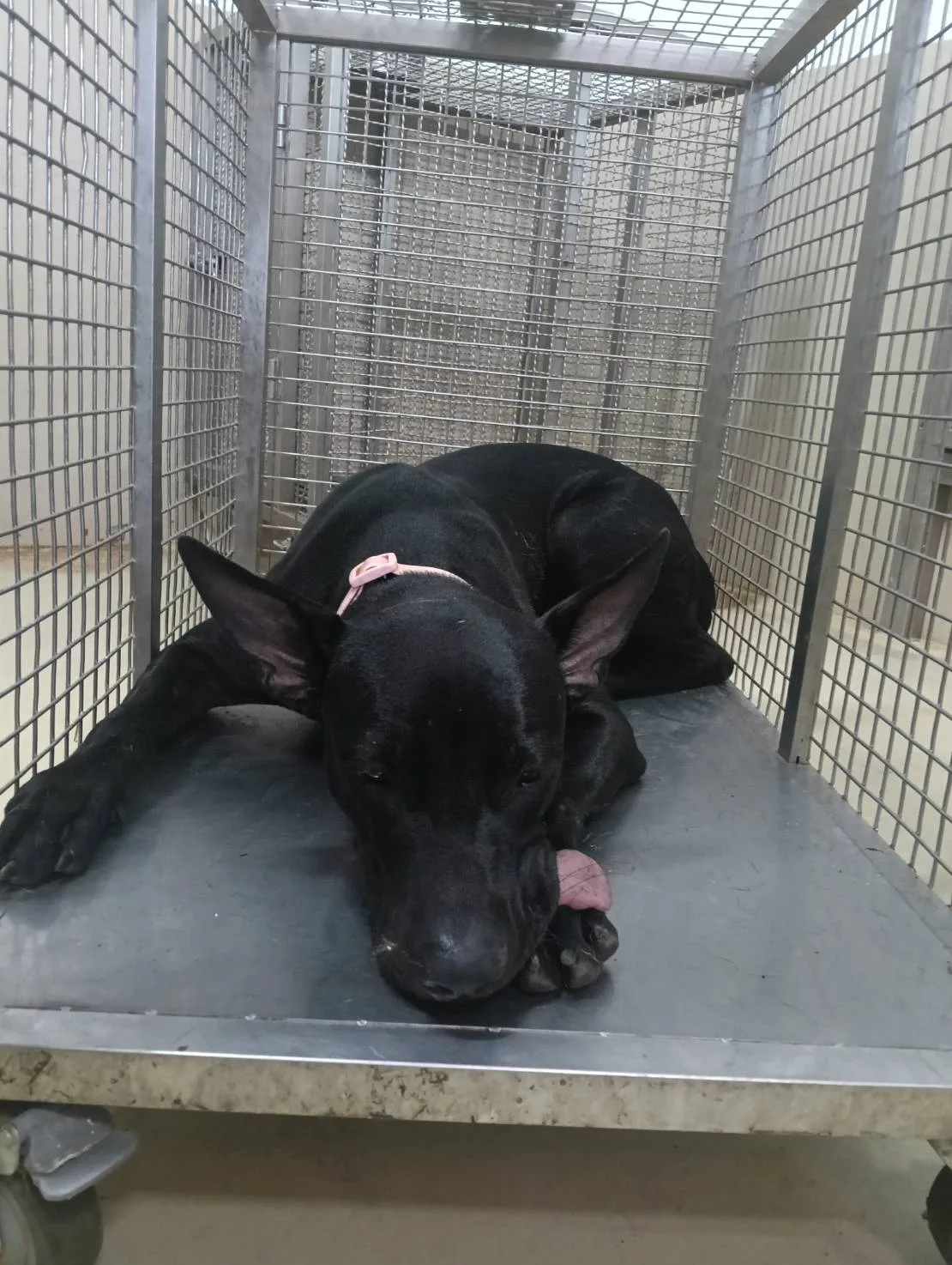 混種犬