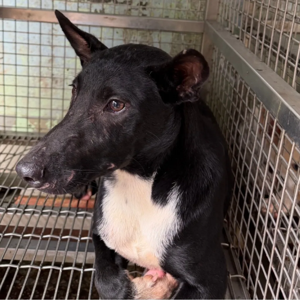 混種犬