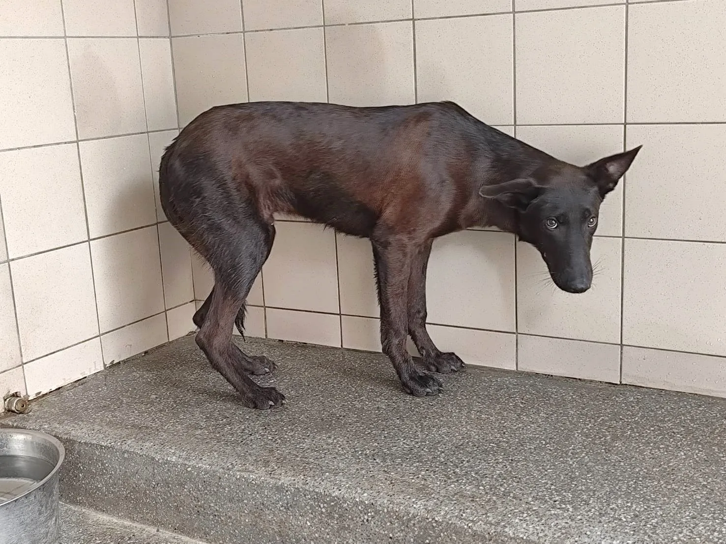 混種犬