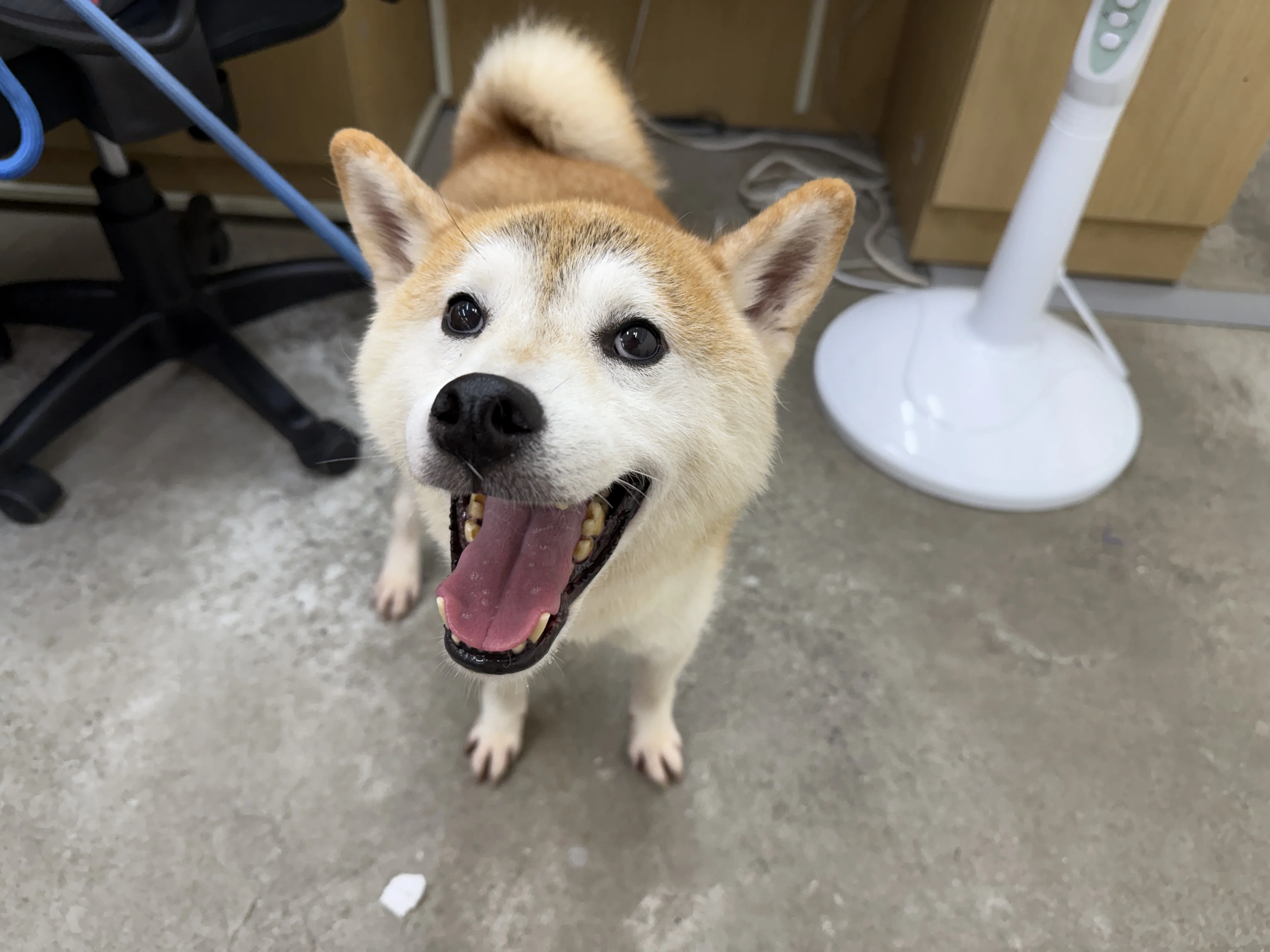柴犬