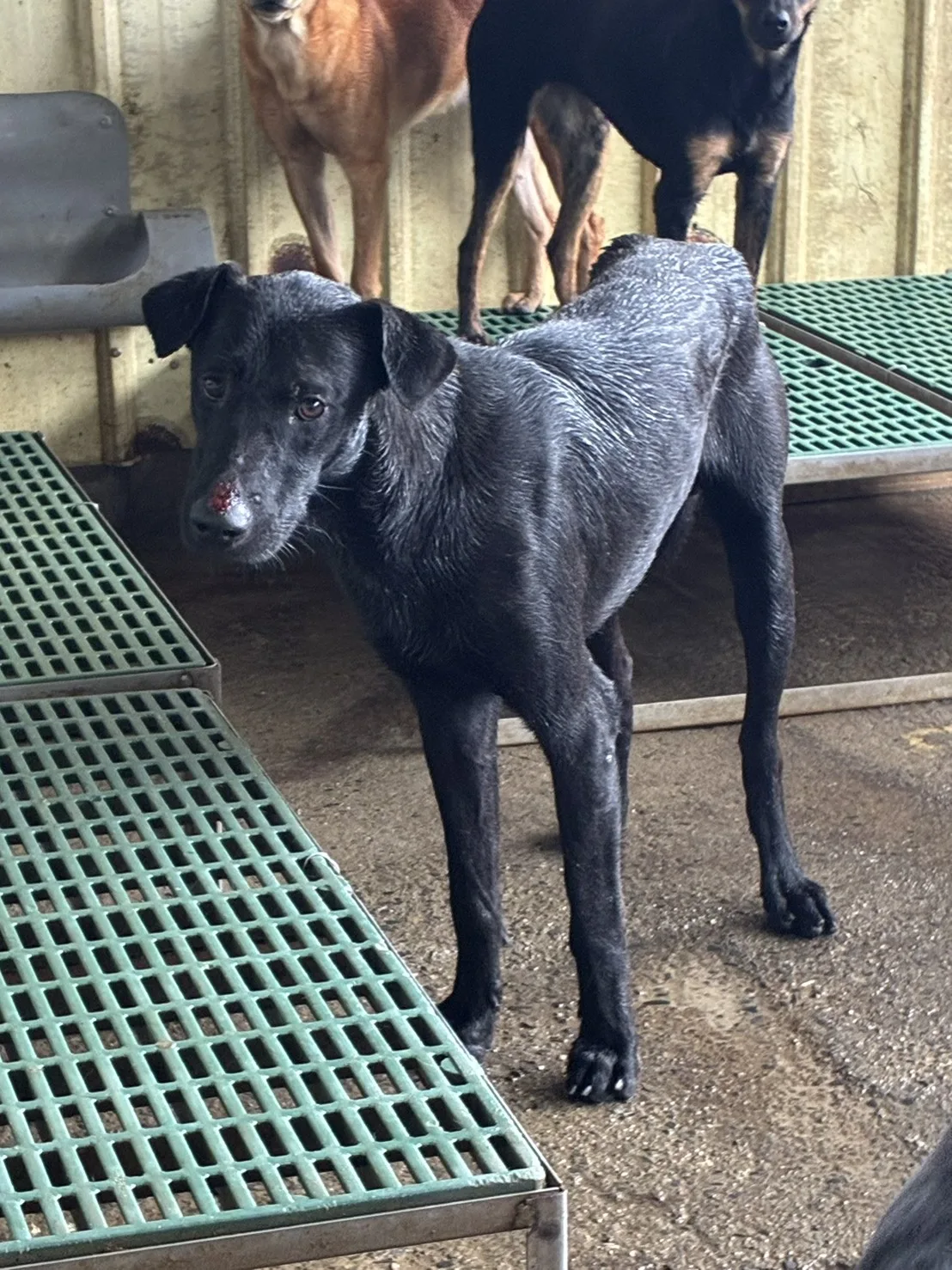 混種犬