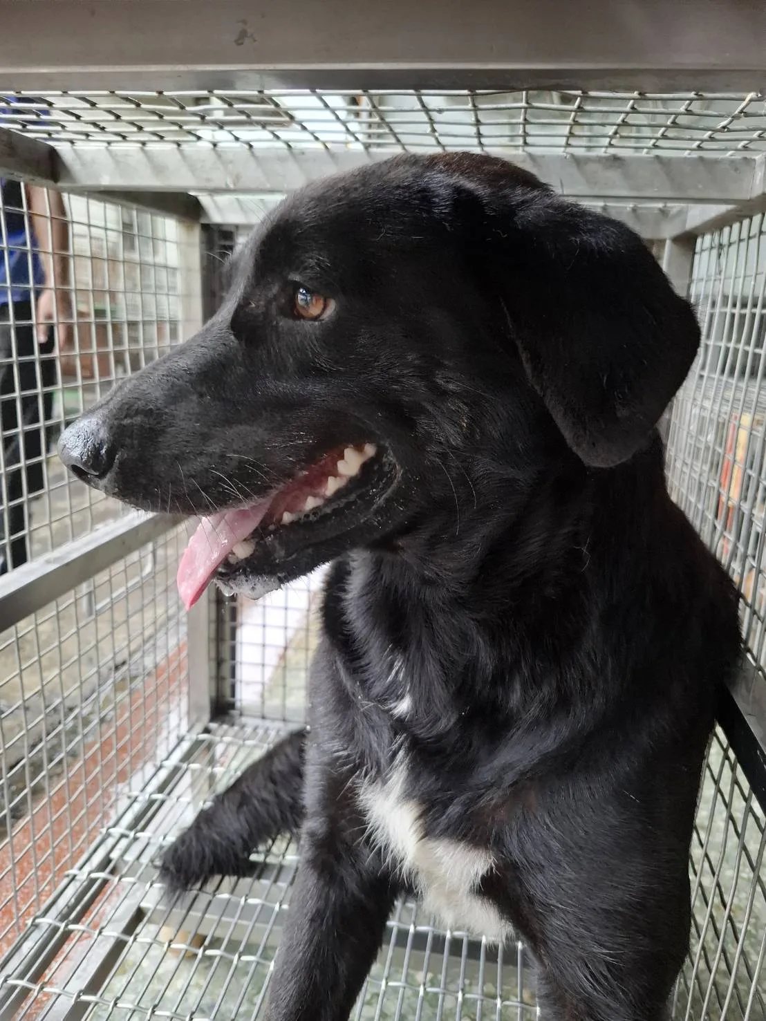混種犬