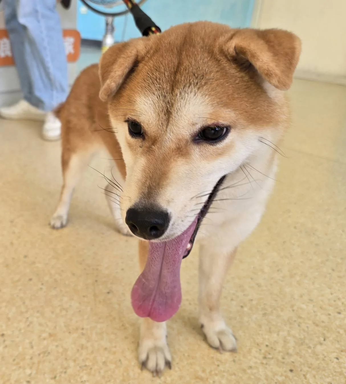 柴犬