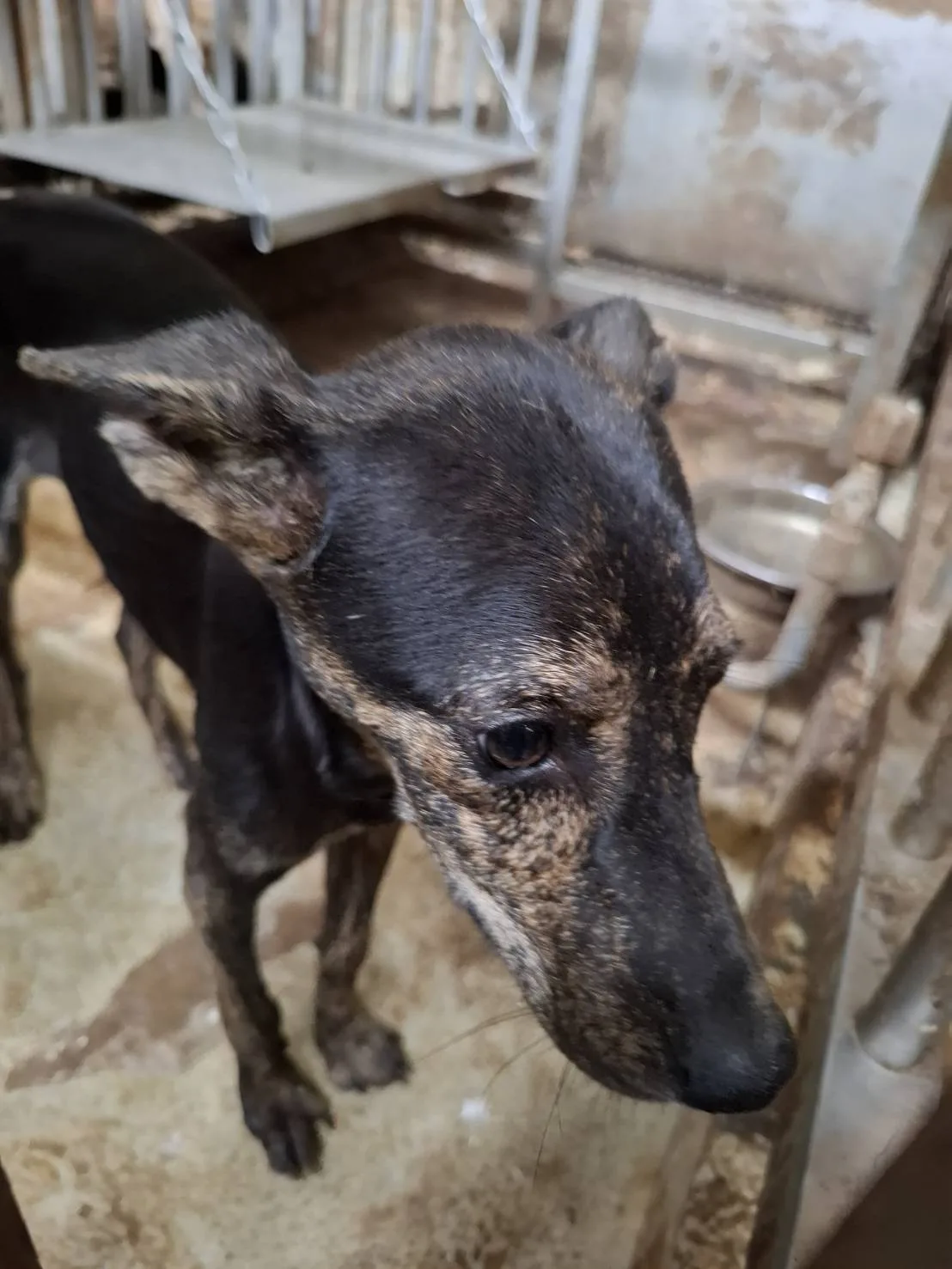 混種犬