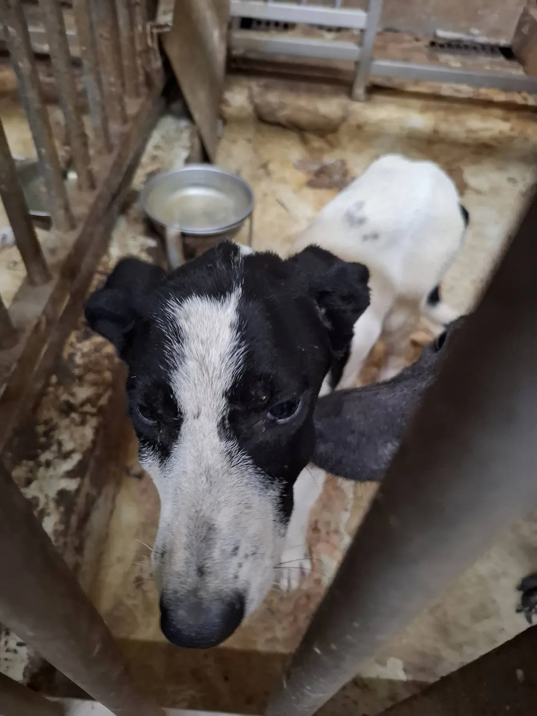 混種犬