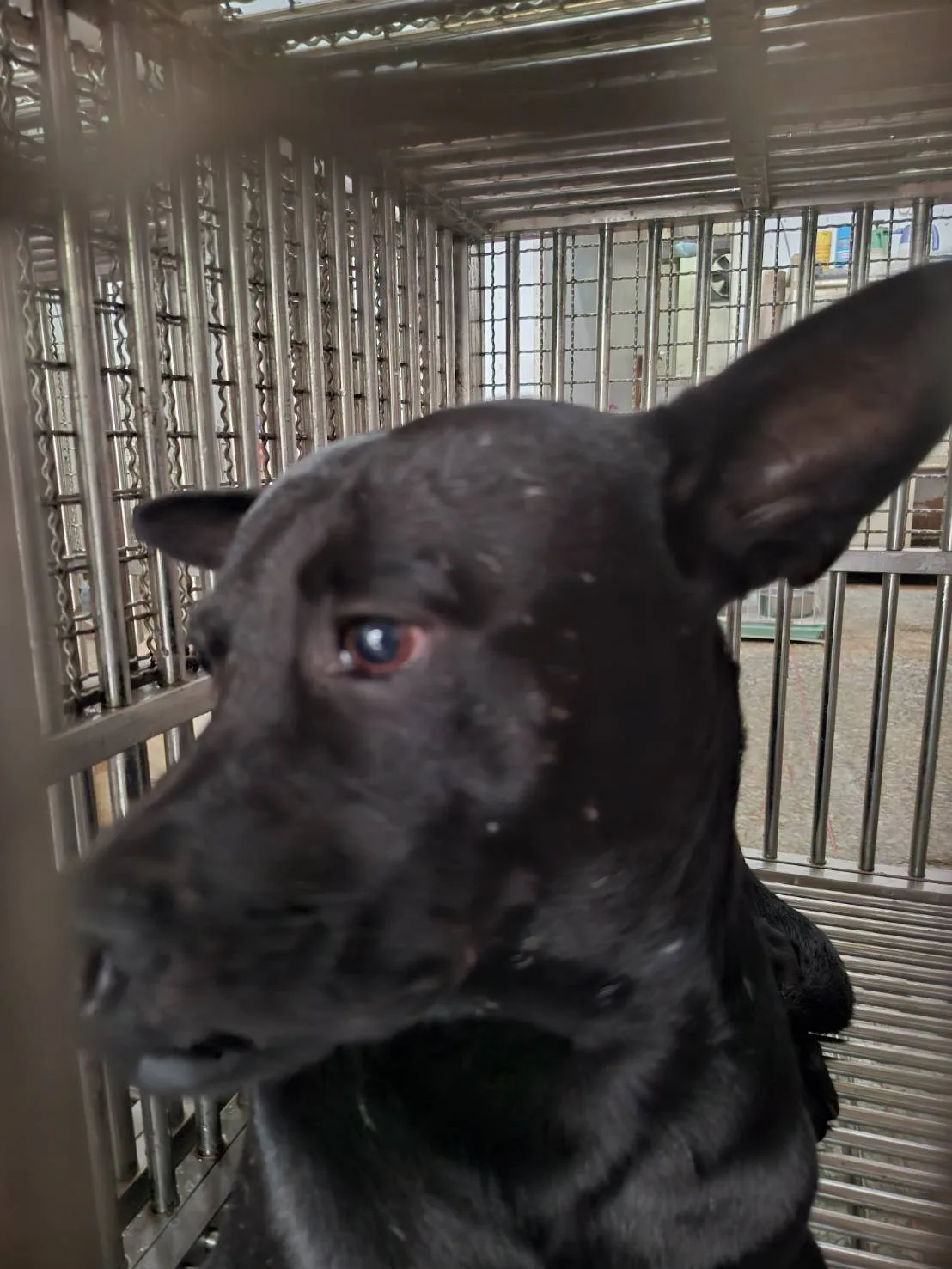 混種犬
