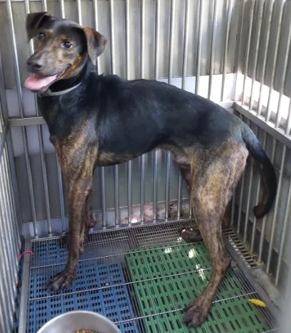 混種犬