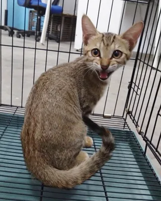 混種貓