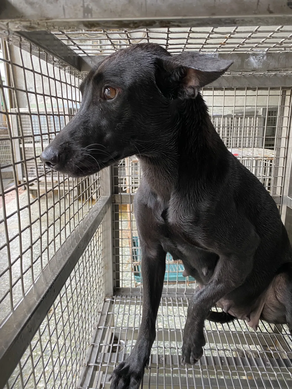 混種犬