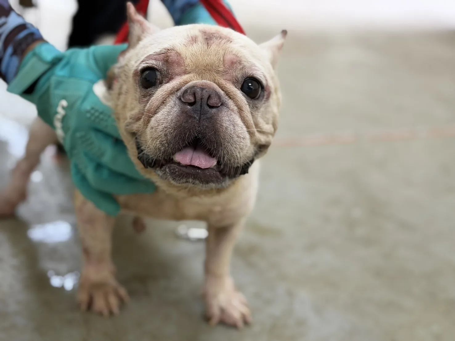 法國鬥牛犬