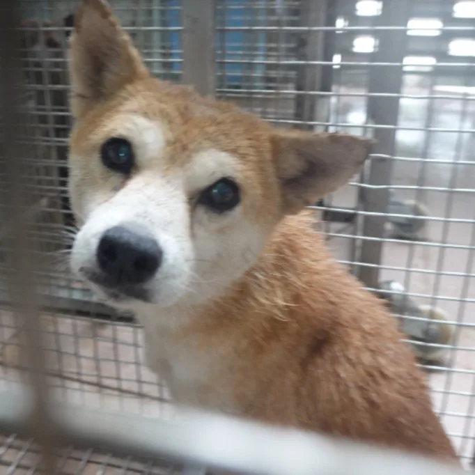 柴犬