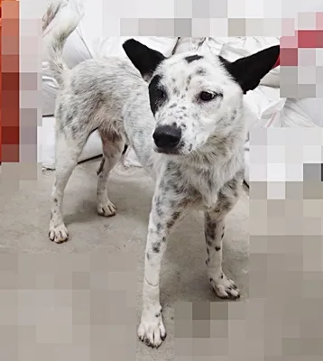 混種犬