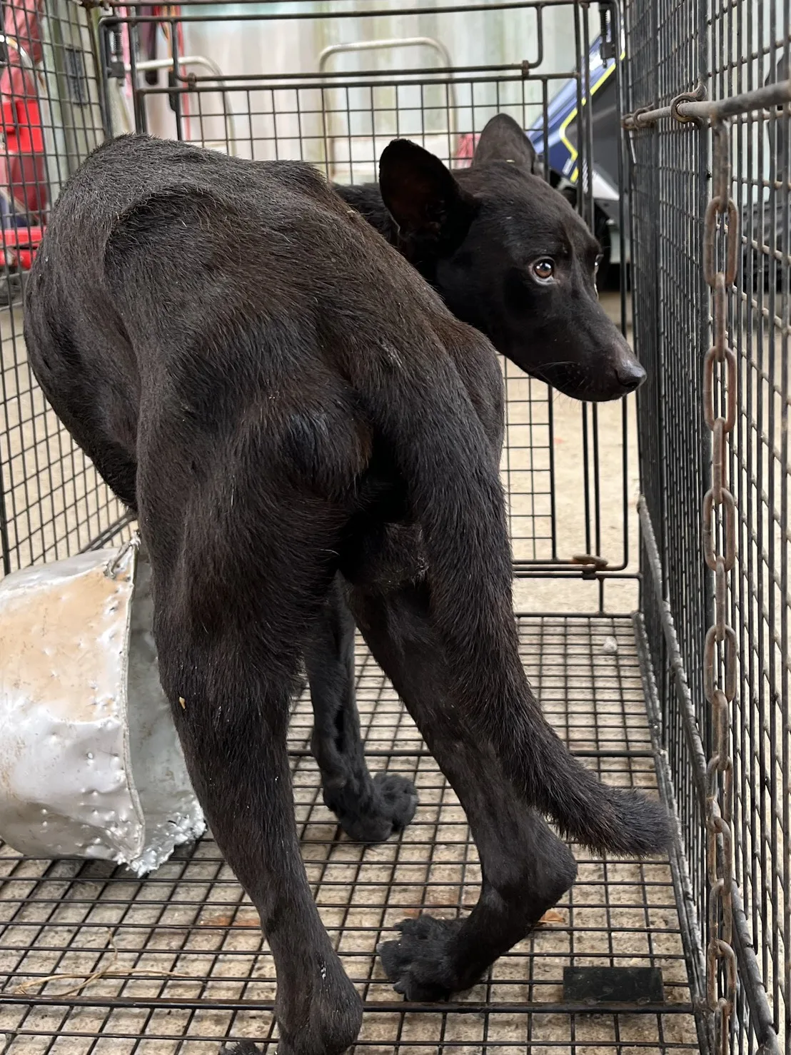 混種犬