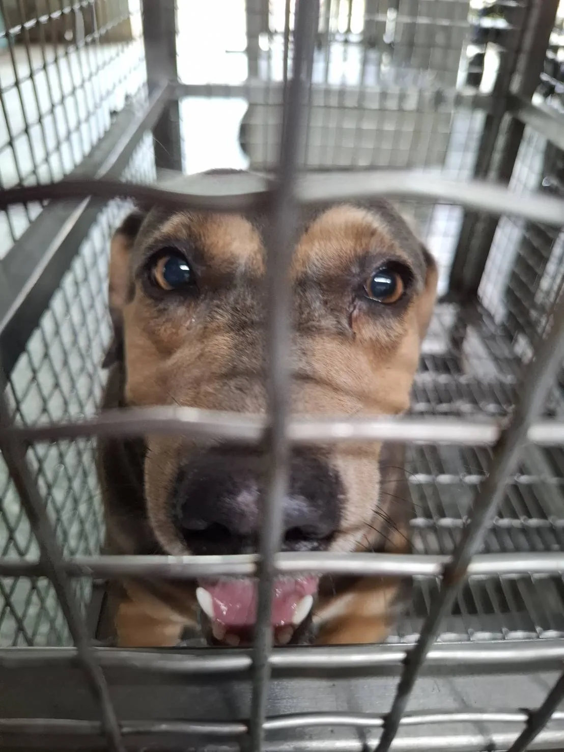混種犬