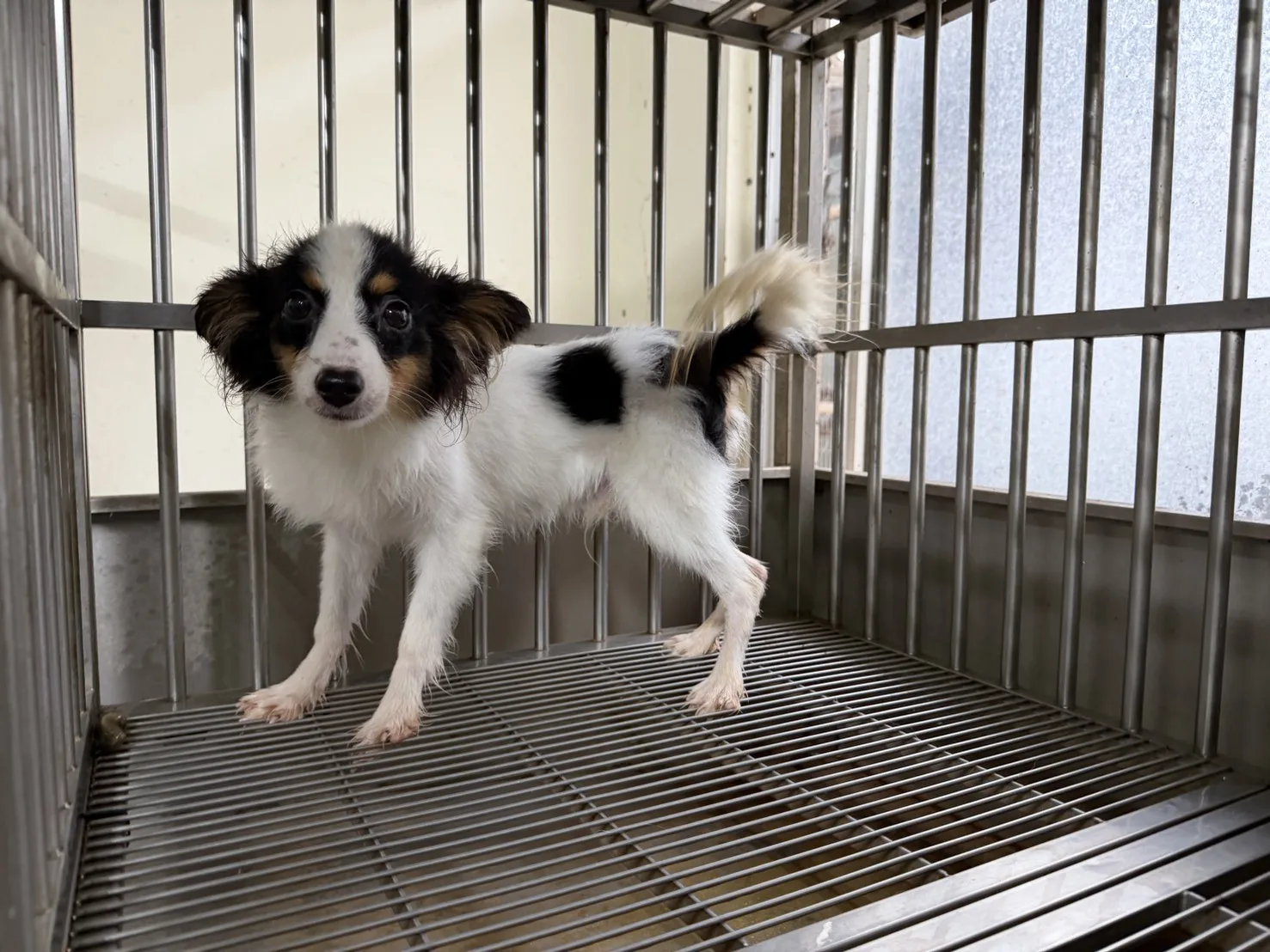 蝴蝶犬