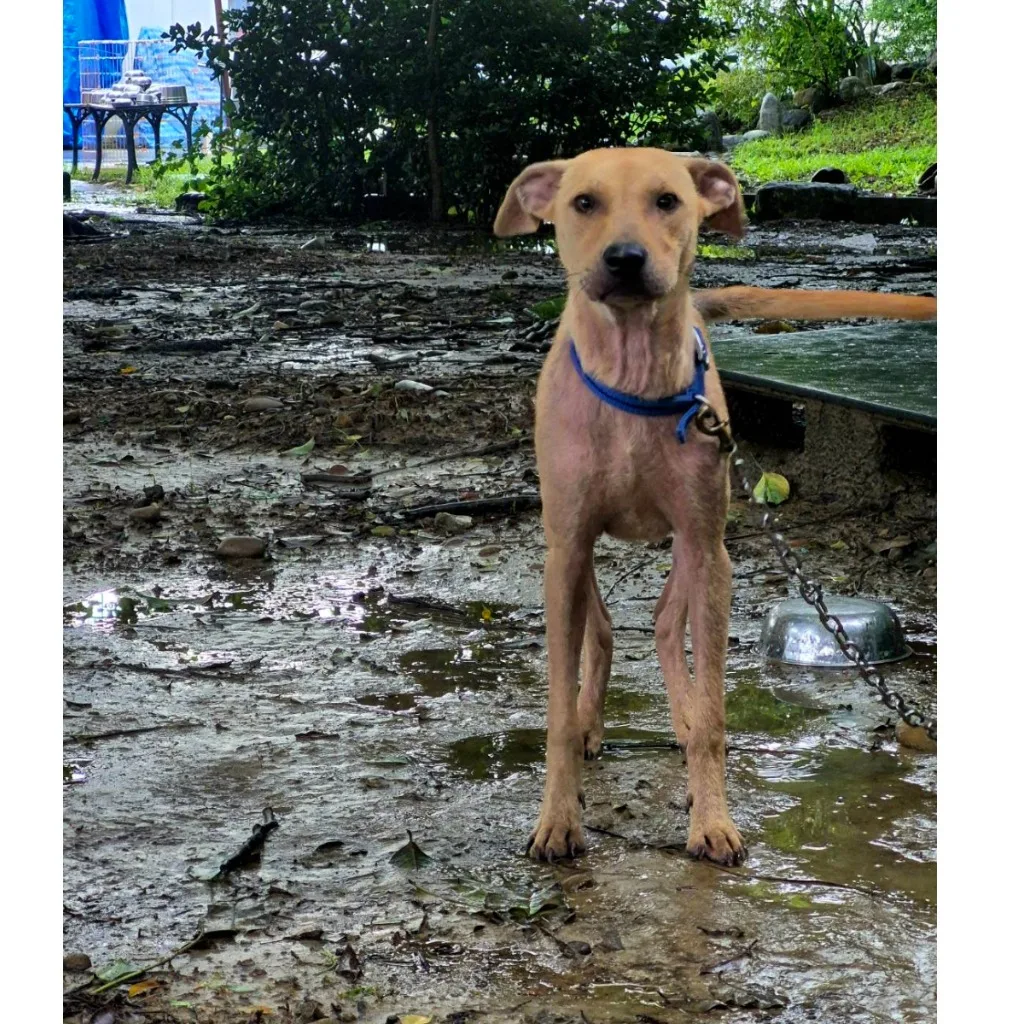 混種犬