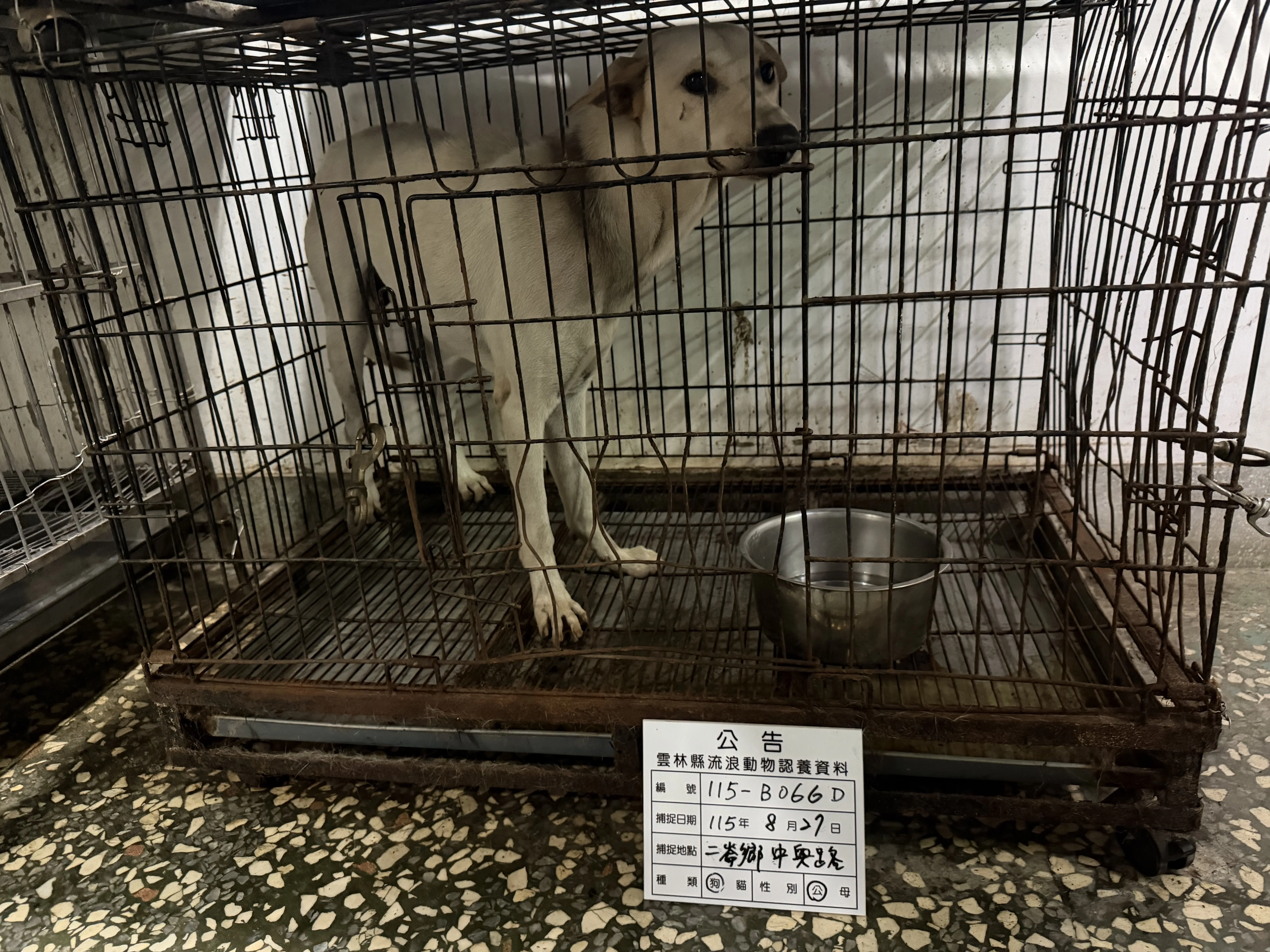 混種犬