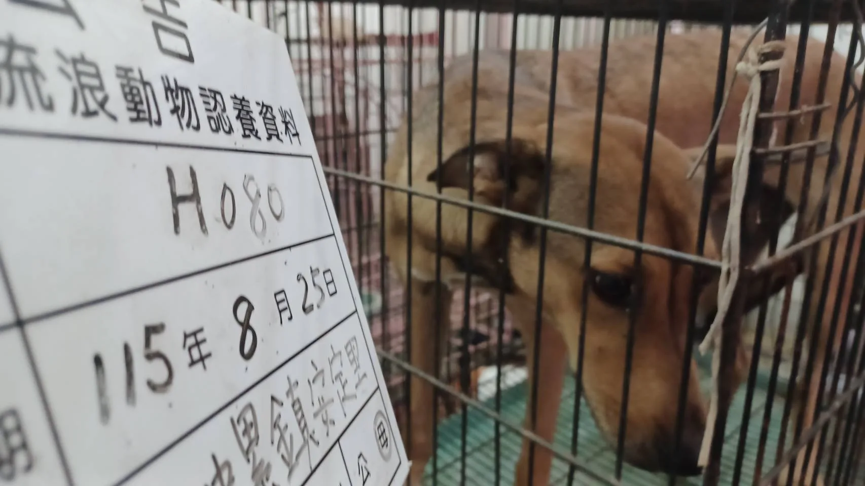 混種犬