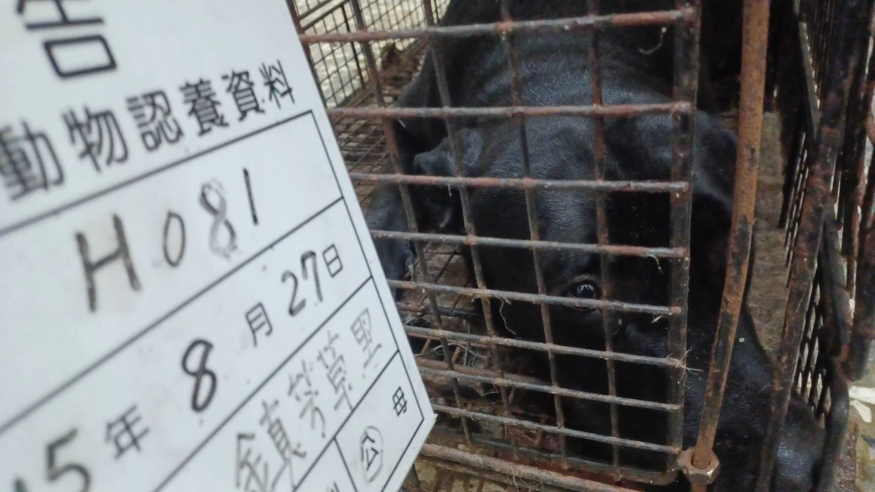混種犬