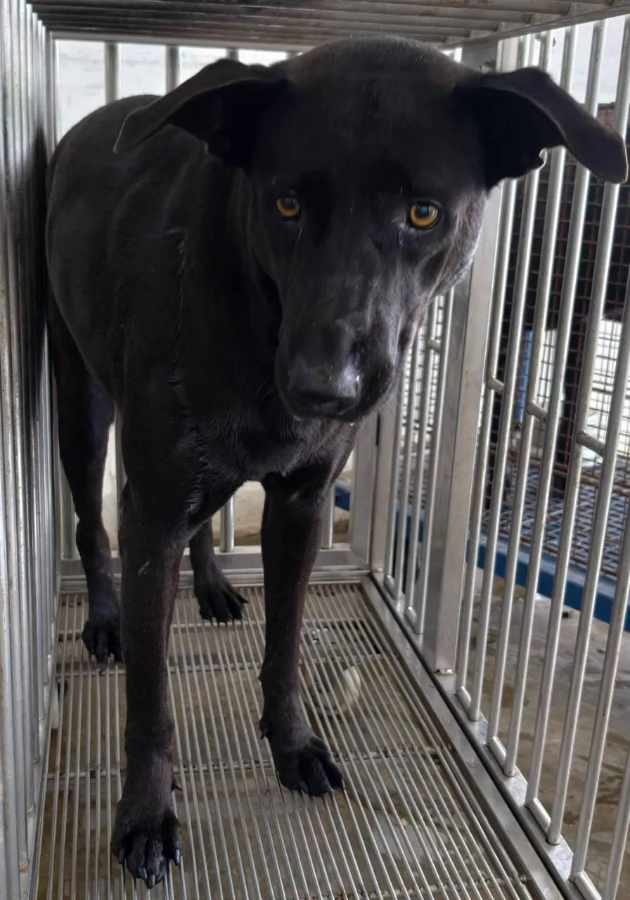 混種犬