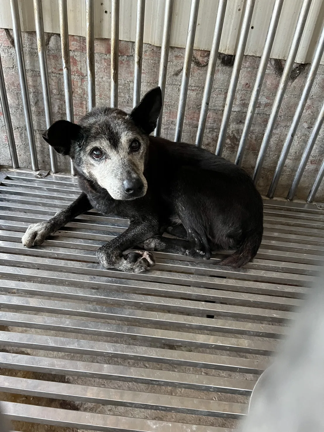 混種犬