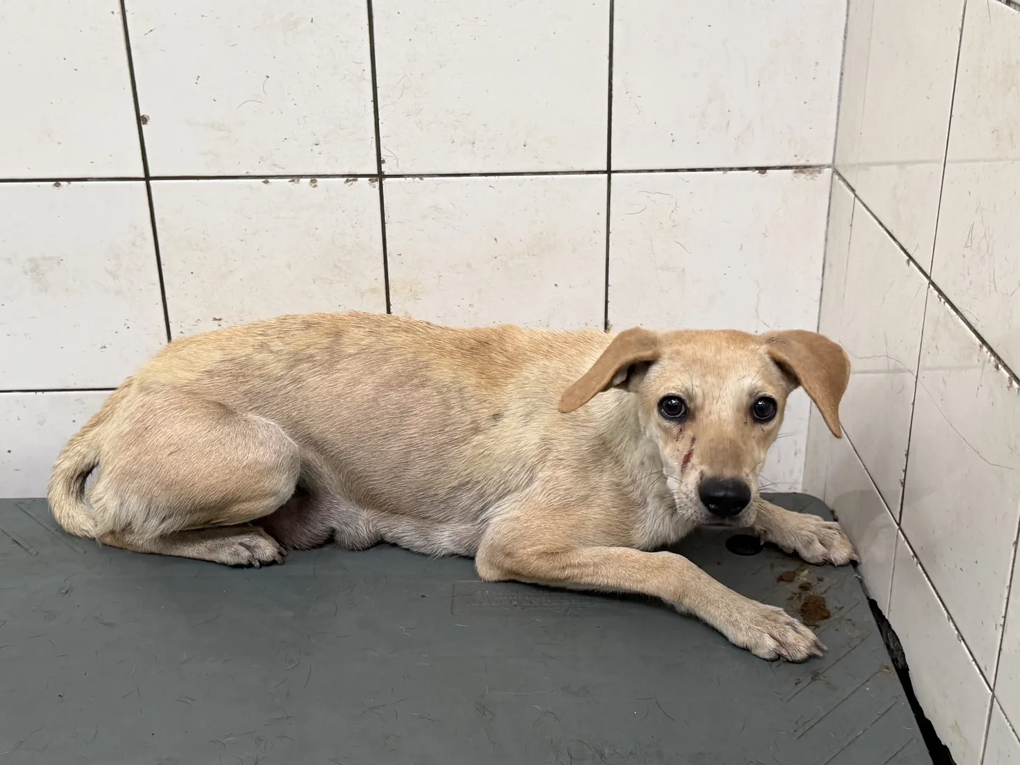 混種犬