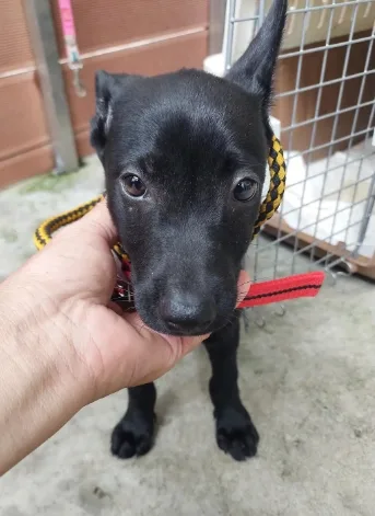 混種犬