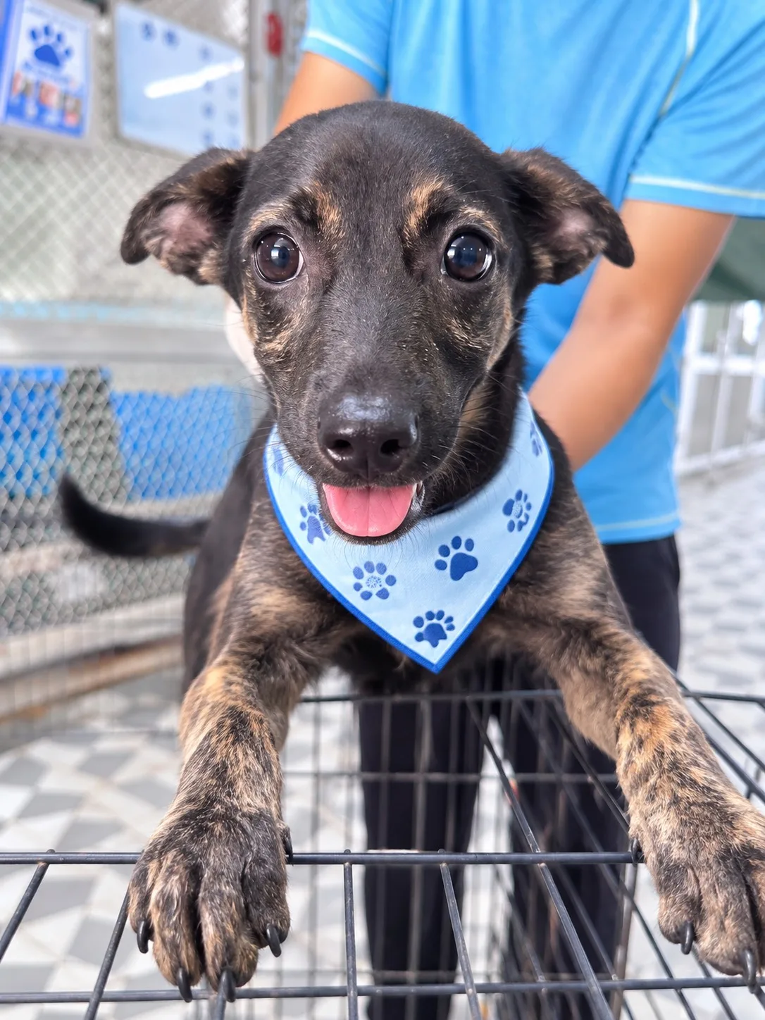 混種犬
