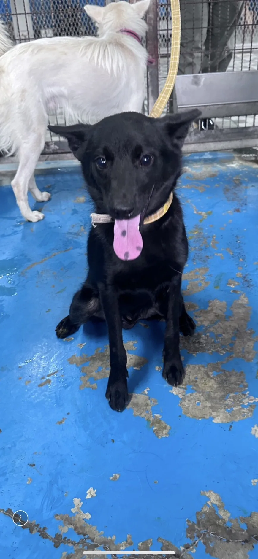 混種犬