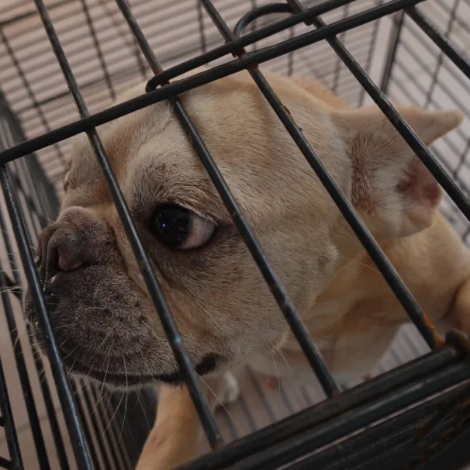 法國鬥牛犬
