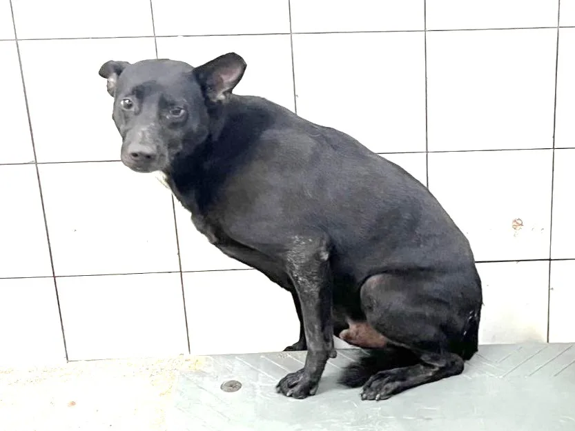 混種犬