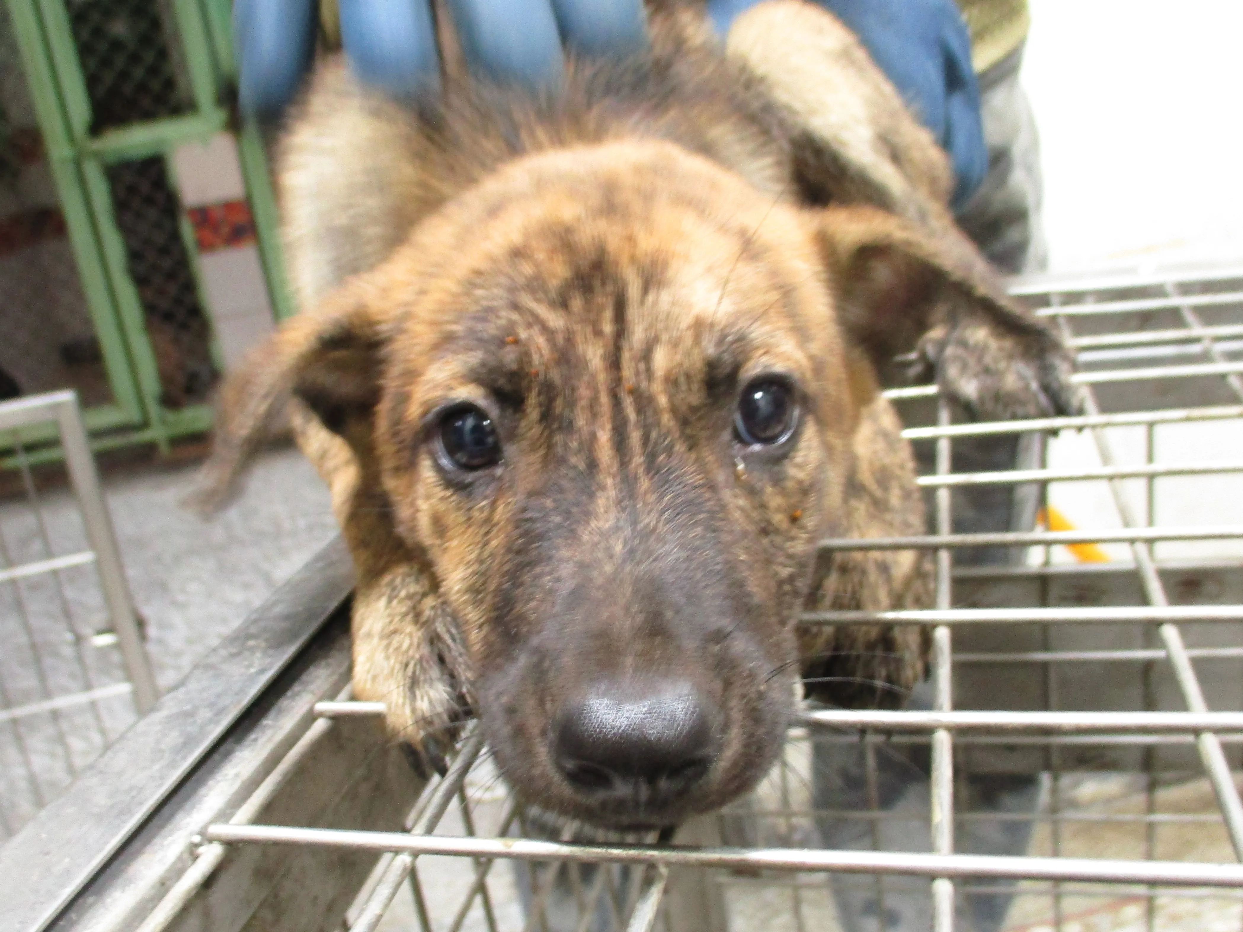 混種犬