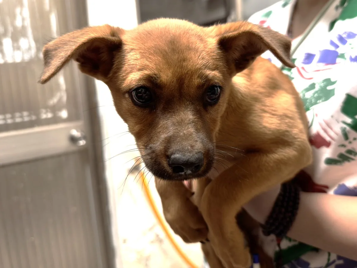 混種犬