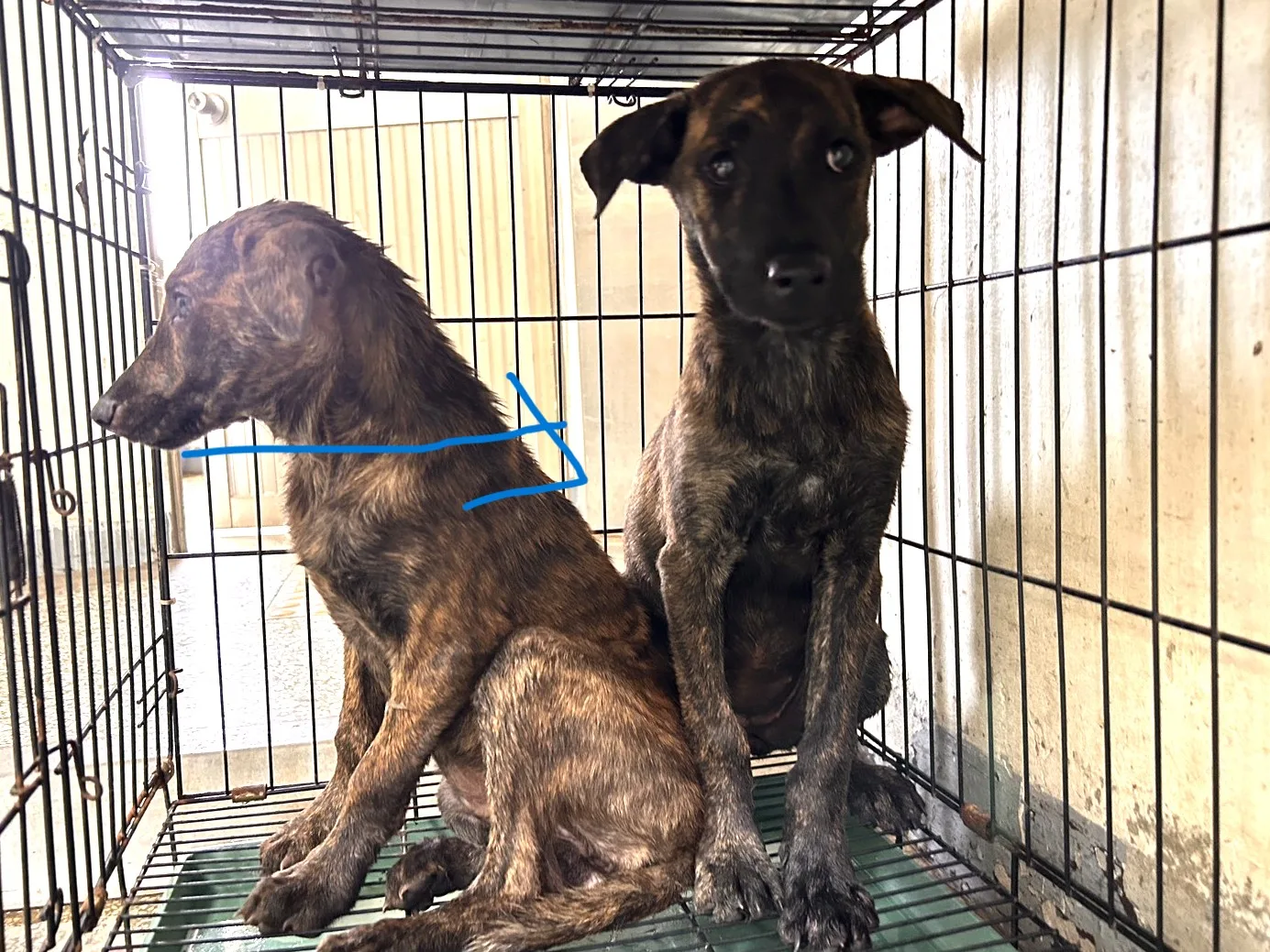 混種犬