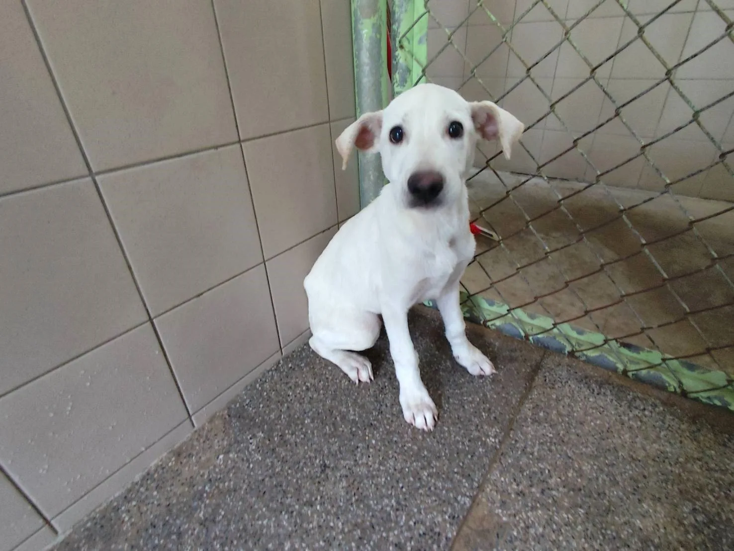 混種犬