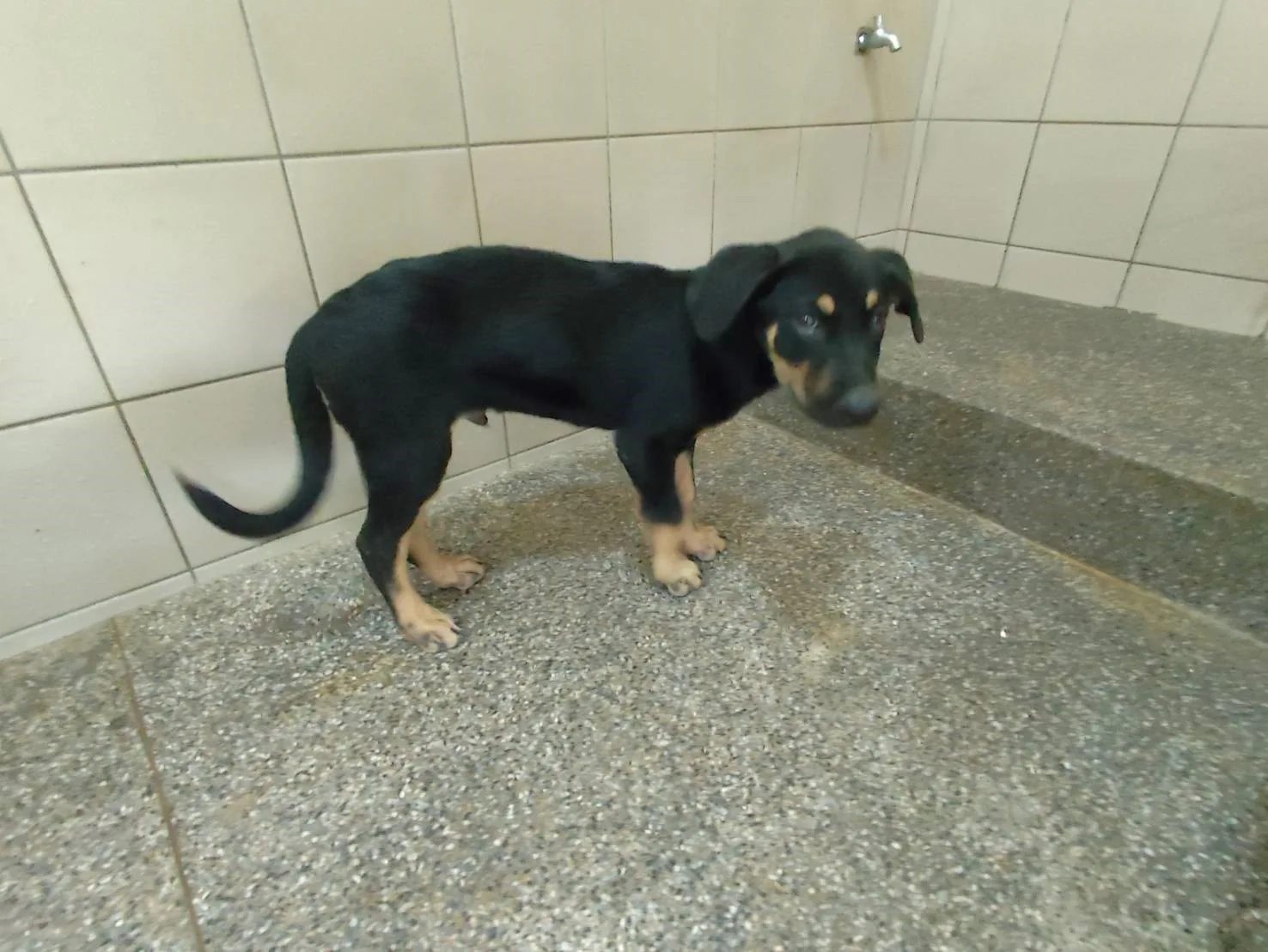 混種犬