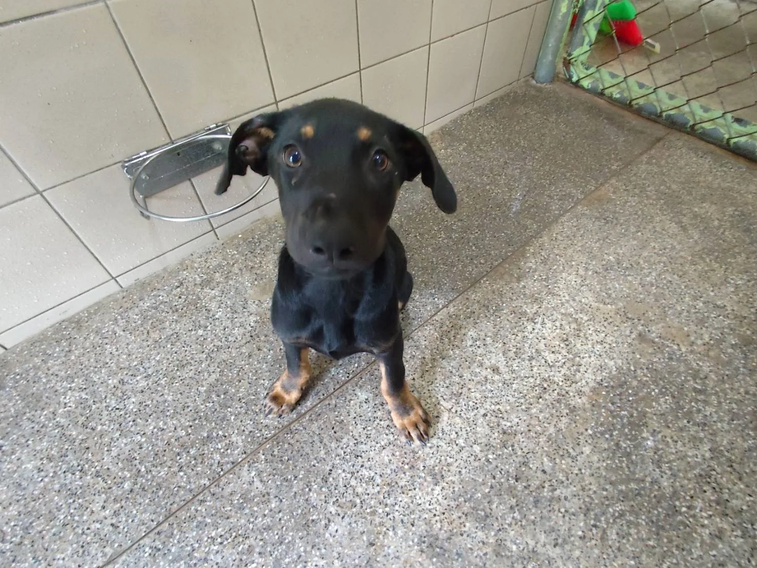 混種犬
